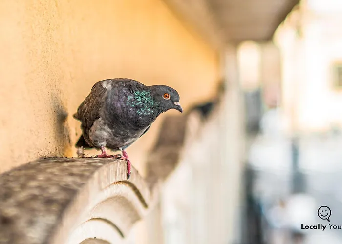 Locally Yours 포르투